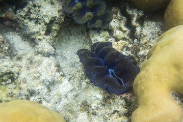 Blue tridacna clam