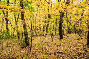 Obraz premium 黄葉の林