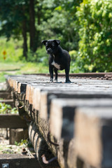 線路の上を歩くパグ