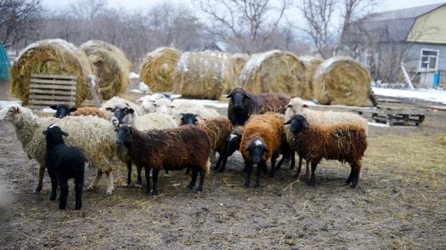 flock of standing sheep on household in winter day