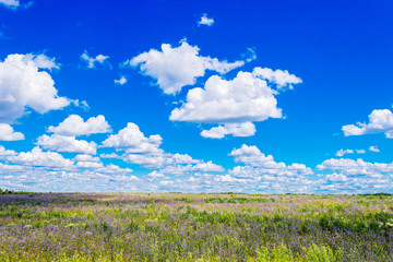 Obraz premium summer flowering meadow