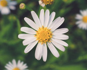 Top view and close up image of white petal and yellow pollen daisy flower on soft toned, Focus with pollen, Soft and selective focus
