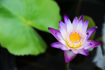 White and purple Lotus flower in pond