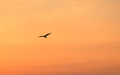 Seagull on background of sunrise sky in Thailand.
