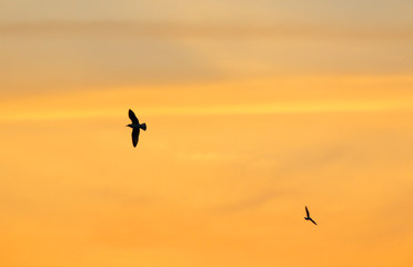 Seagulls on background of sunrise sky in Thailand.