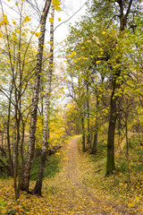 Obraz premium Golden Autumn in the Manor