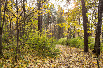 Obraz premium Golden Autumn in the Manor