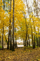 Golden Autumn on Pekhorka