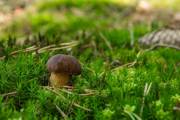 Mushroom boletus in moss