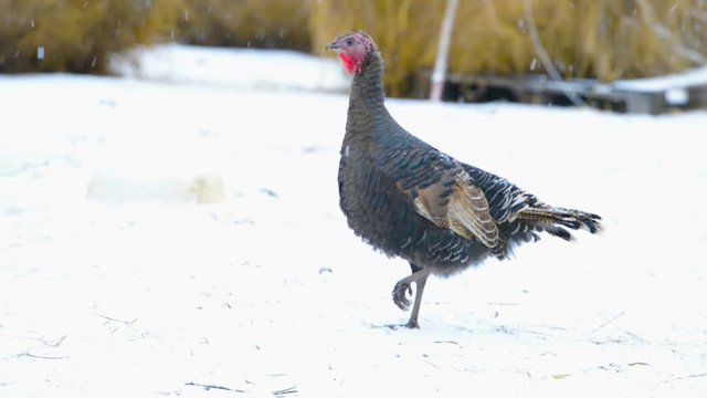 beautiful turkey bird at farm on winter season background with voice, close up