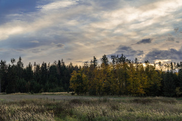 Autumn trees near the dark forest in sunset