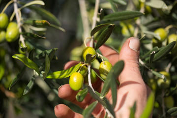 Raccolta olive verdi