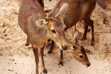 Animal feed deer in a zoo.