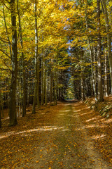 Path in the beech forest colorful