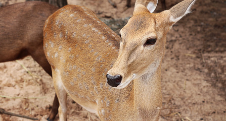 Animal feed deer in a zoo.