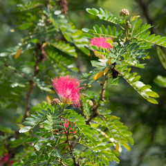 Pink flower Powder Puff or Head Powder Puff