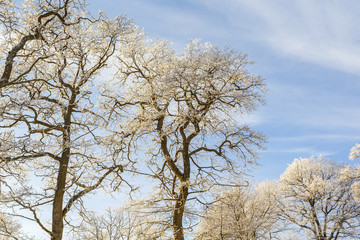 Frosty oak tree against a blue sky