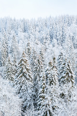 Snow covered spruce trees in a forest