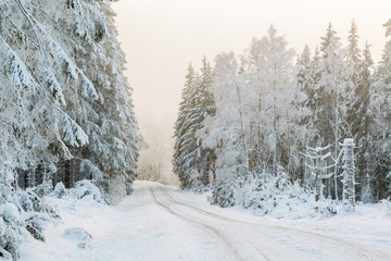 Forest road in a winter forest with snow and frost