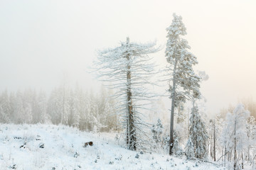 Old snag tree in a frosty winter wonderland