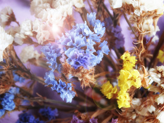 Dried Flowers Close Up