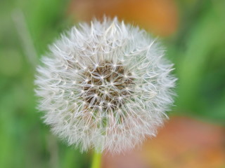 Pusteblume Löwenzahn
