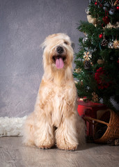 Naklejka na ściany i meble Dog. Irish soft coated wheaten terrier on Christmas background