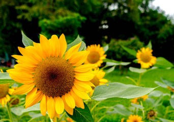 Obraz premium Fantastic Sunflower