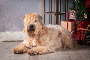 Naklejka na ściany i meble Dog. Irish soft coated wheaten terrier on Christmas background