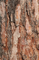Pine bark texture