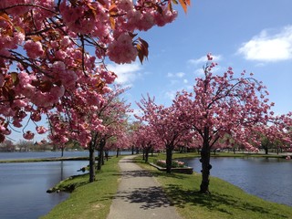 Cherry Blossoms in Bloom at Argyle Park in Babylon, Long Island, New York