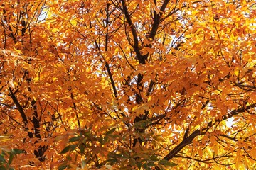 Leaves - The background of autumn. All shades of yellow, orange and red.