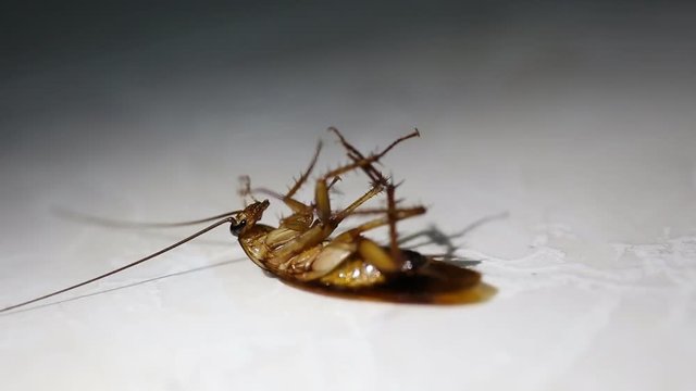 Cockroaches that are hit by the spray are dying.