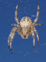 Kreuzspinne