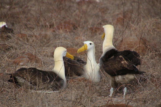 Albatrosse