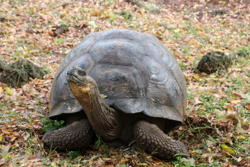 Galapagos-Riesenschildkröte