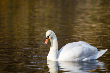 White Swan on the lake or in the pond. Blurred background