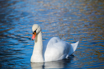 White Swan on the lake or in the pond. Blurred background. Blue sky reflected in the water.