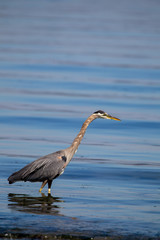 Kanadareiher (Ardea herodias) im flachen Wasser am Island View Beach auf Vancouver Island, Kanada.