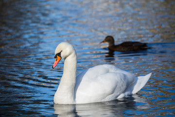 Fototapeta premium White Swan on the lake or in the pond. Blurred background. The duck in the background.