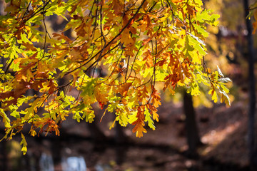 Yellow oak leaves on blurred background. Autumn day, falling leaves.