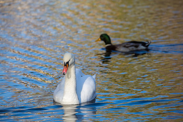 White Swan on the lake or in the pond. Blurred background. The duck in the background.