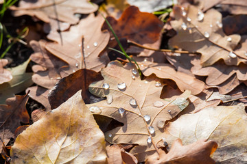 Water drops on fallen leaves of oak. Autumn day. Golden autumn.