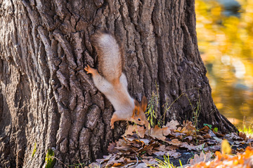 Red squirrel on the trunk of an oak tree near the ground. Autumn day.