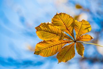 Yellow leaves of horse chestnut on blurred blue background. Autumn day.