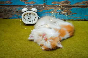 Portrait of kittens  sleeping with white alarm clock on the sofa.