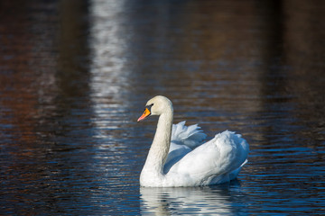 White Swan on the lake or in the pond. Blurred background.