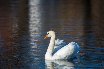 Papier Peint photo Cygne White Swan on the lake or in the pond. Blurred background.