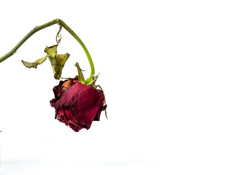 Fototapeta withering red roses isolated on white background
