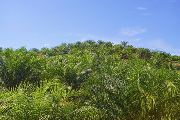 Obraz premium View of Palm Plantation with deep blue sky at background.